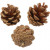 Denneappels, d: 40 mm, 500gr [HOB-50226]